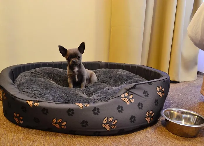 Ośrodek wypoczynkowy Amber Blue Wellness&spa